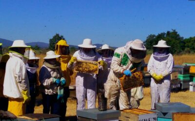 MIEL ECOLÓGICA URZAPA