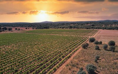 BODEGAS VEGA DE TERA