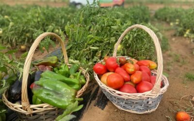 LA HUERTA DE SALAMANCA